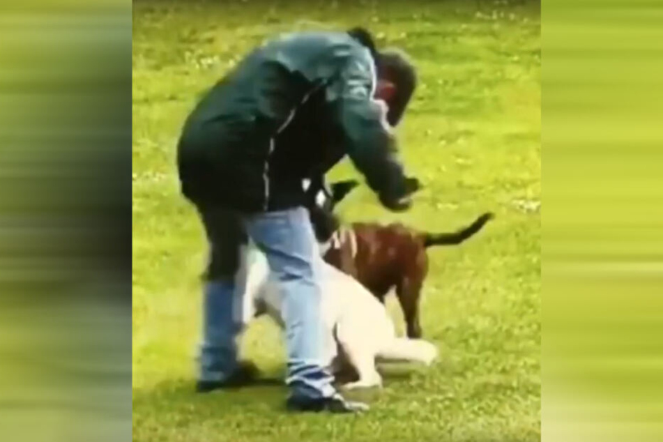 Aggressiv prügelte der 51-Jährige auf den Hund ein.