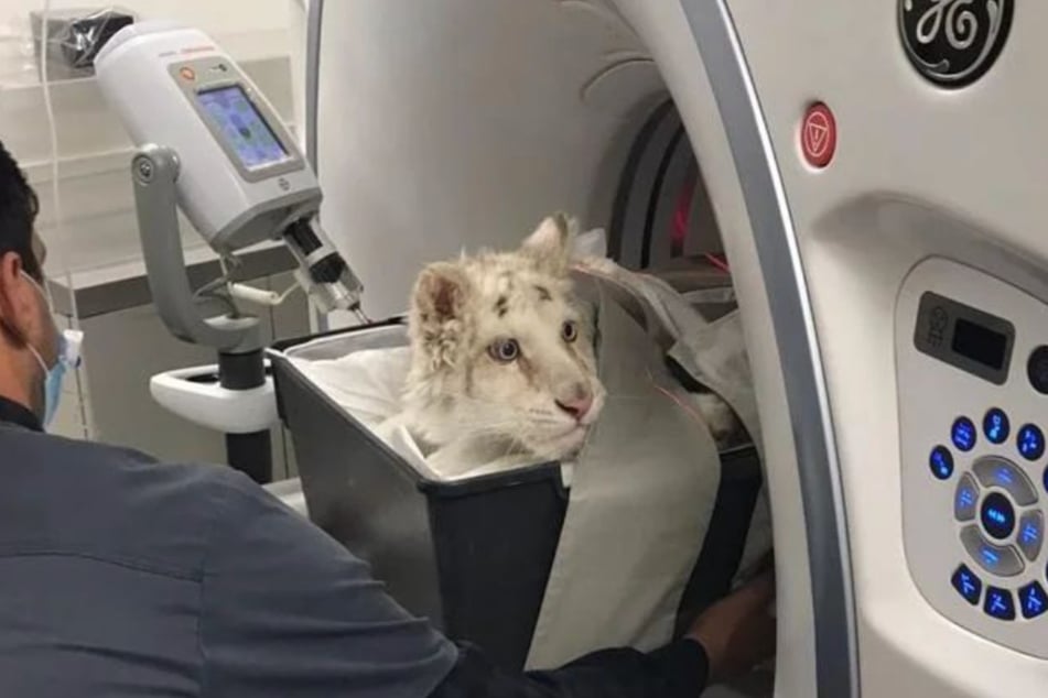 This poor white tiger cub was found in the trash!