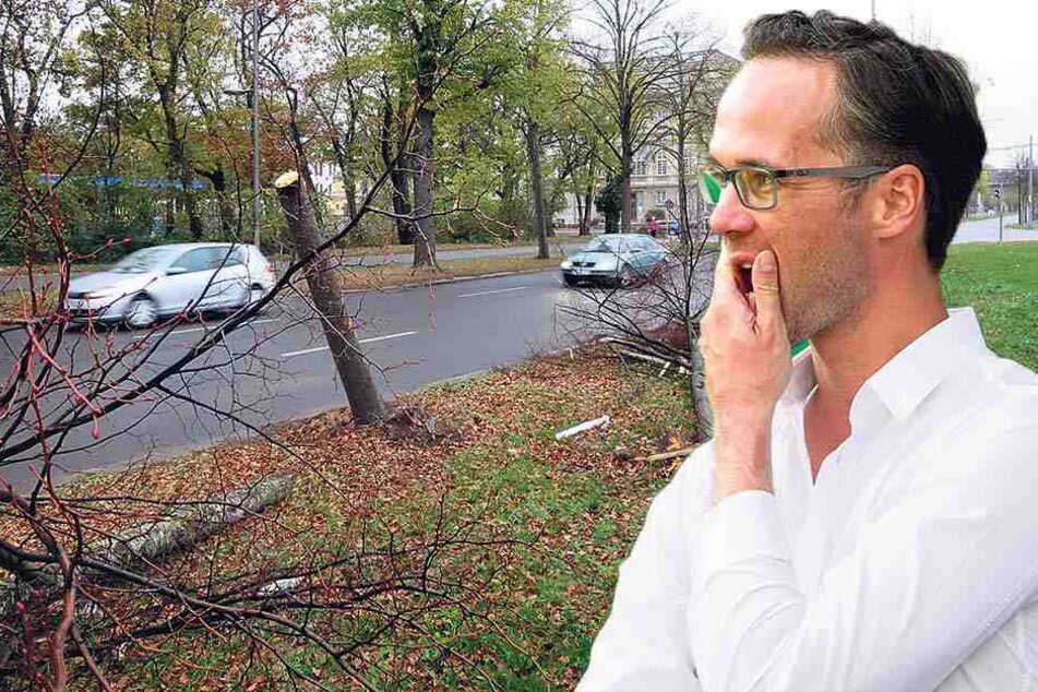 Ein Manager-Dienstwagen von RB Leipzig fuhr diese Bäume um und wurde dann verlassen aufgefunden. Ein Fährtenhund führte die Polizei von der Unfallstelle zum Wohnhaus von RB-Kommunikationsdirektor Florian Scholz (39, kl. F.). 