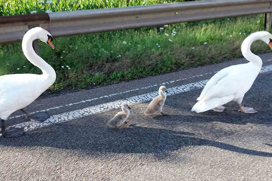 Immer wieder legen die schönen Vögel den Verkehr lahm, wie hier, im Juli 2016 auf der A61.