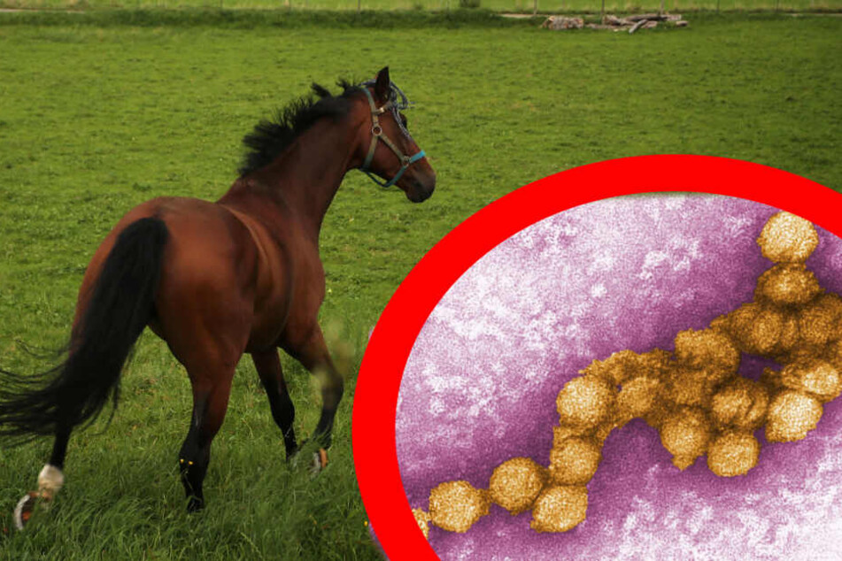 Das Virus wurde bei einem Pferd gefunden.