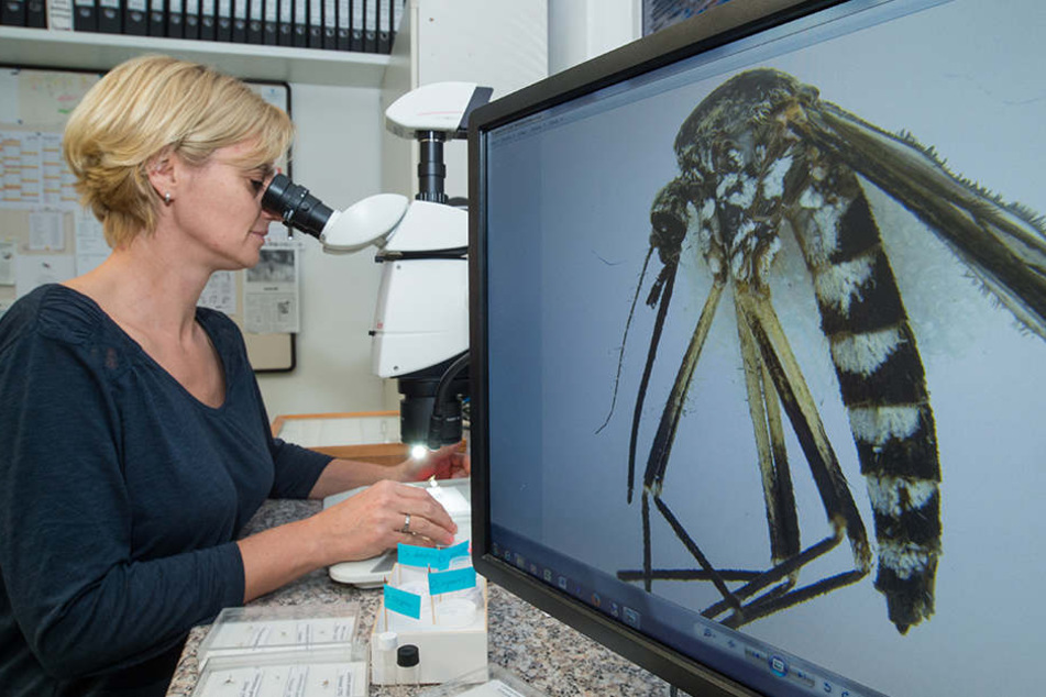Dass ein frostiger Winter, weniger Mücken bedeutet sei laut der Biologin Doreen Walther Aberglaube und falsch.