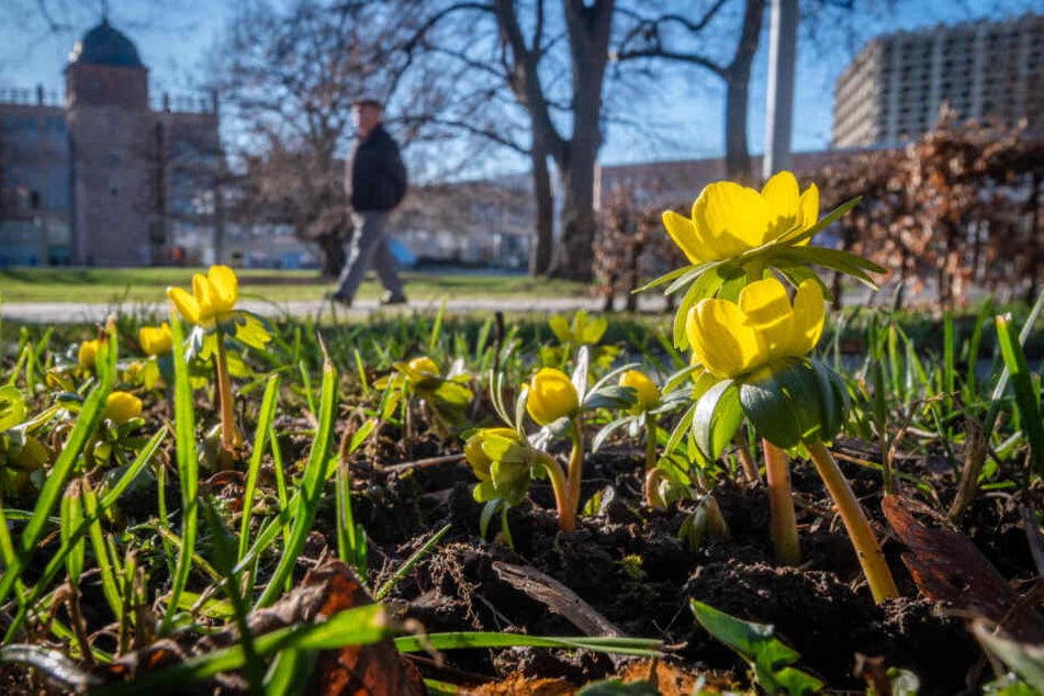 Winterlinge blühen im Stadthallenpark. Sie haben ein natürliches Frostschutzmittel, ein Kälteeinbruch könnte ihnen nichts anhaben.