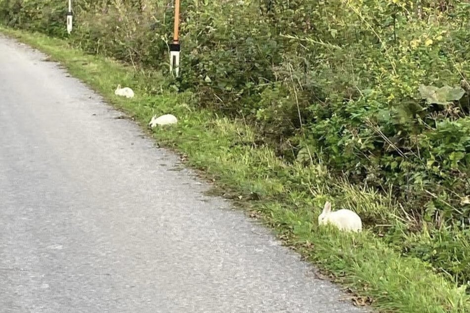 Eine Frau fand die Tiere am Straßenrand.