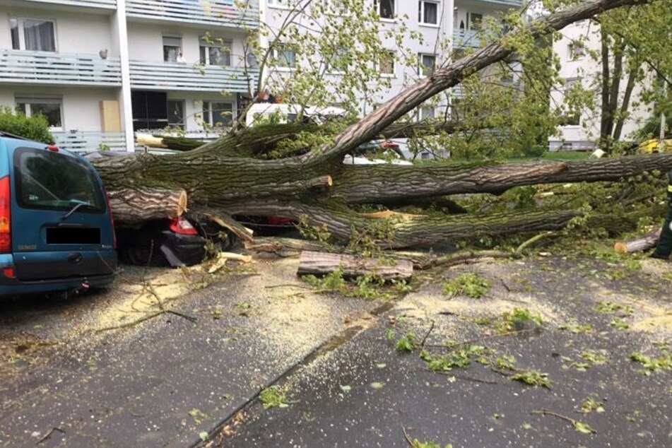 In Bonn beschädigte ein umgestürzter Baum mehrere Fahrzeuge.