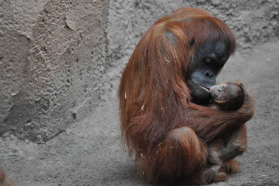 Freude im Leipziger Zoo: Zuckersüßes Orang-Utan-Weibchen geboren!