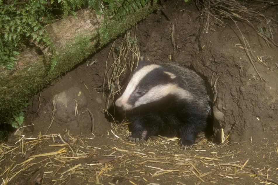 Dachse stehen in Großbritannien unter Naturschutz.