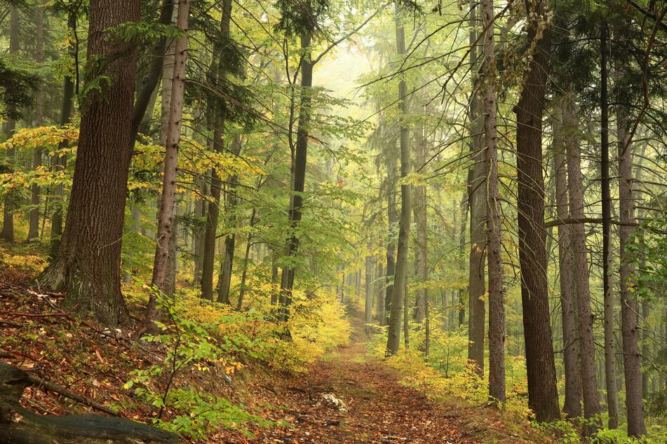 Forstbetriebe warnen nach Hitze-Sommer: Gefahren im Wald sind nicht zu unterschätzen!