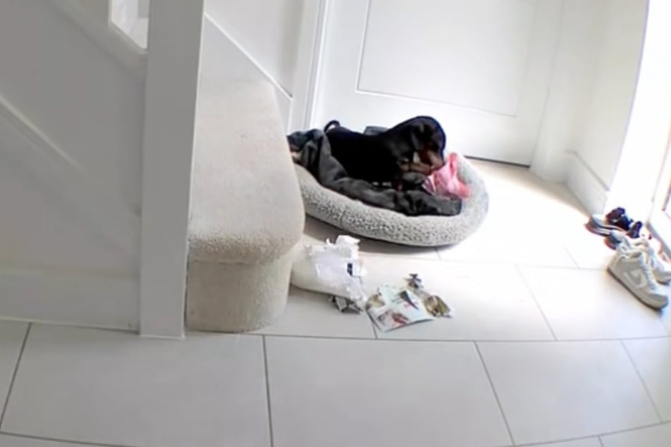 Im Video ist zu sehen, wie Dackel Colin sich die Tüte mit den Nahrungsergänzungsmitteln für Hunde schnappt.