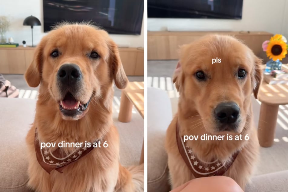 Golden Retriever Bearson bettelte um ein verfrühtes Essen.
