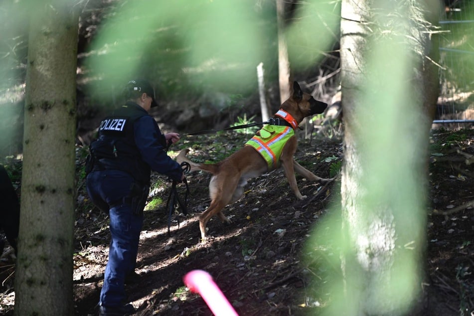 Ein Suchhund durchkämmt das Waldgebiet.