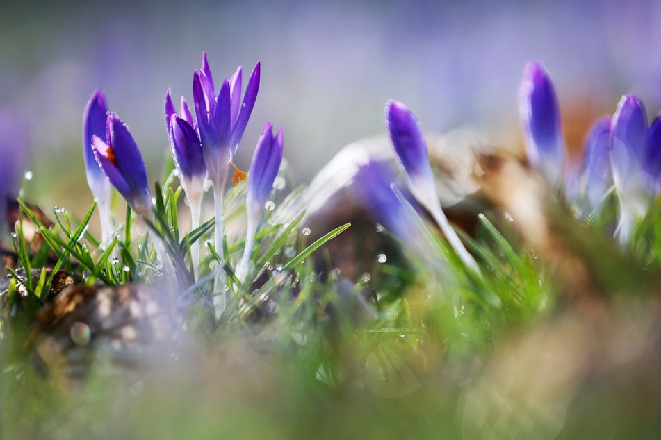 Der Frühling meldet sich an: Farbenfroh und pünktlich zum Start in den März blühen die Felder im Südwesten.