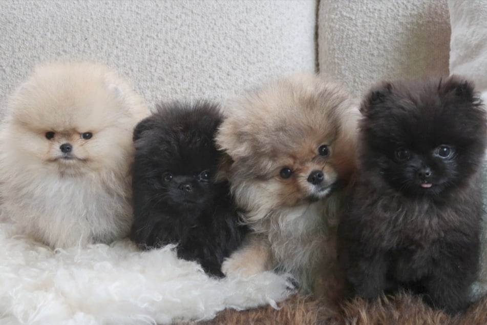 Na Instagramu sdílela televizní celebrita Kim Kardashian (45) sérii fotografií svých čtyř nejnovějších členů rodiny.