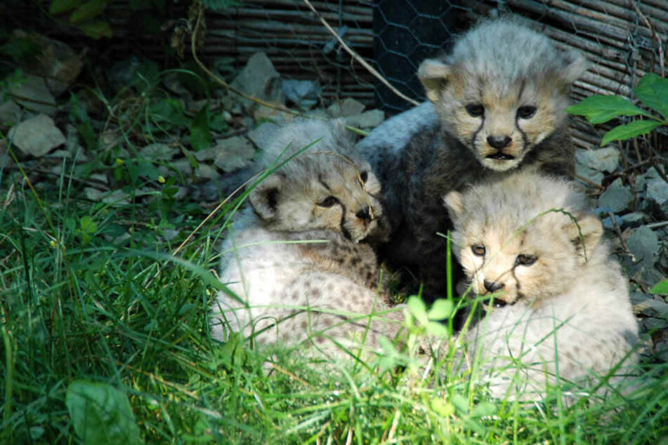 Die Jungtiere litten an einer schweren Krankheit. Sie sollen nun obduziert werden.