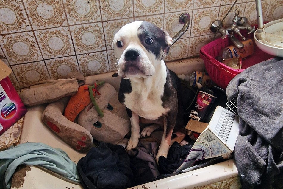 Was die Hunde, Katzen und Kaninchen in einem Haus in Ludwigshafen durchmachen mussten, lässt einem den Atem stocken.