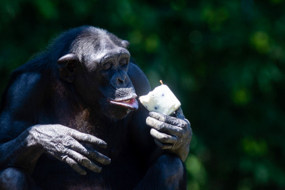Im Sommer darf es auch gern mal ein Eis sein. So wie hier, bei einem Schimpansen im Magdeburger Zoo.