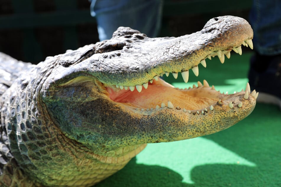 Tödlicher Alligator-Angriff: 71-jähriger Angler ins Wasser gezogen