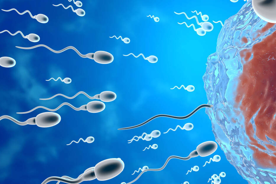 Die Forscher wollen klären, warum manche Spermien schneller als andere sind.