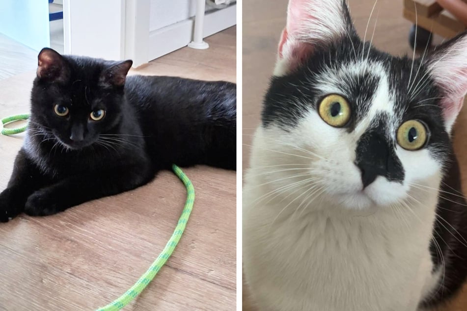 Tom und Jerry sind altersbedingt noch sehr verspielt.