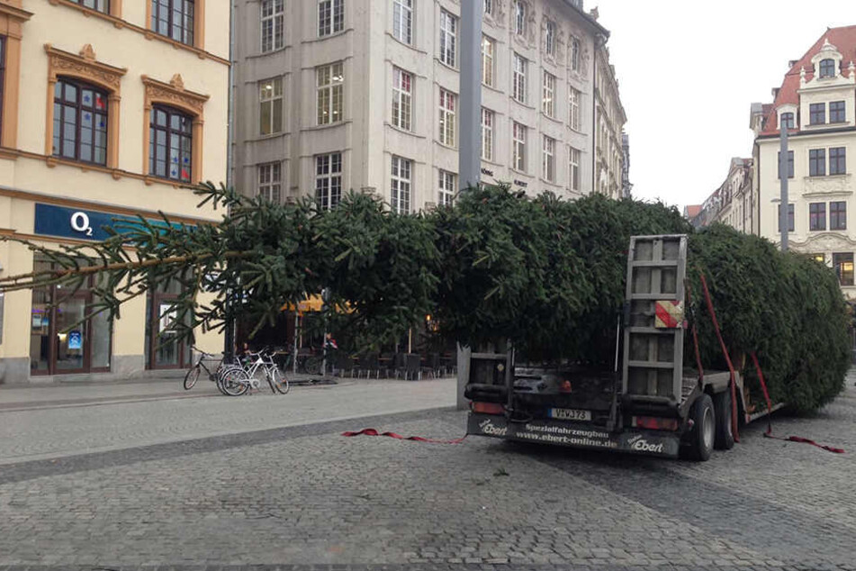 Nach zwei Stunden Millimeterarbeit stand der Baum.