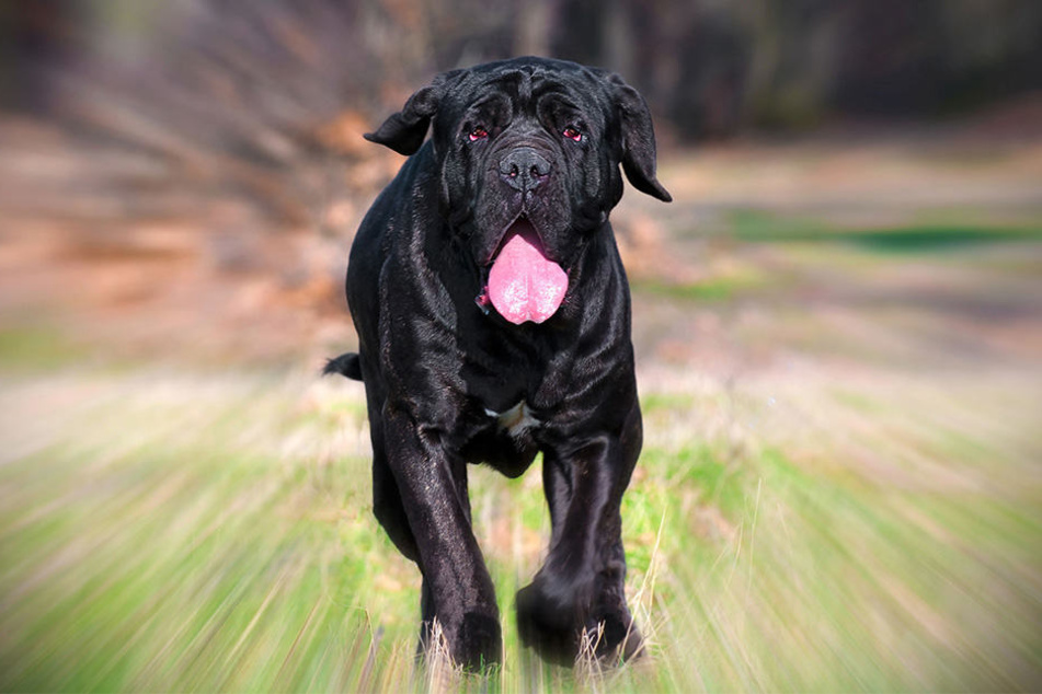 Ohne Maulkorb und Leine war die 48-jährige Halterin mit ihren vier Doggen unterwegs. (Symbolbild)