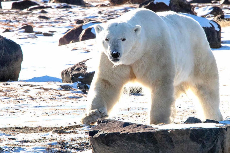 Eisbären begeben sich in Sibirien regelrecht "auf Menschenjagd", dürfen jedoch nicht getötet werden.