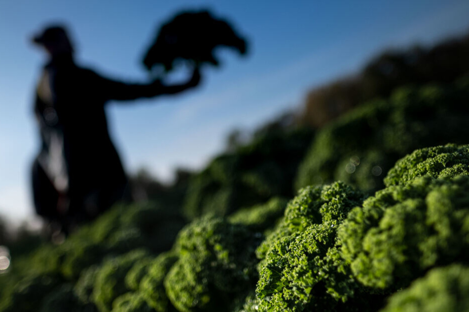 Grünkohl-Pflanzen werden auf der Plantage des landwirtschaftlichen Betriebs Wegener in Niedersachsen geerntet.