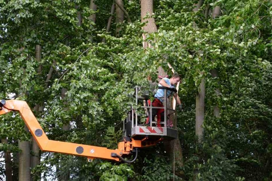 Am Mohns Park in Gütersloh wurde eine Baumkrone dermaßen verdreht, dass der Stamm zerbrach.