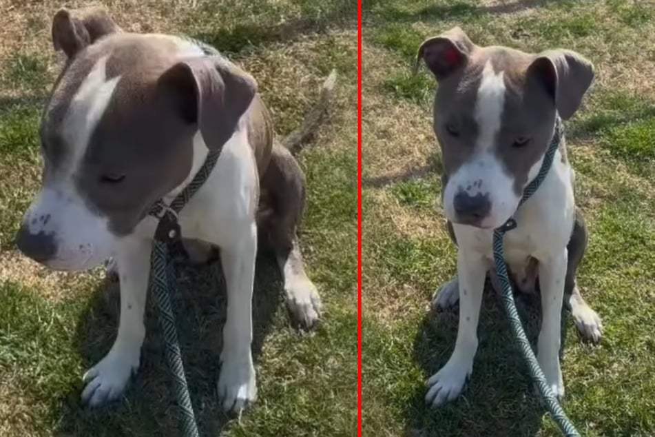 Die zweijährige Pitbull-Mischlingshündin "Karamja" war nach einem schrecklichen Lebensereignis innerlich völlig gebrochen.