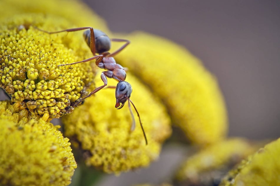 Nahaufnahme einer Rotrückigen Sklavenameise.