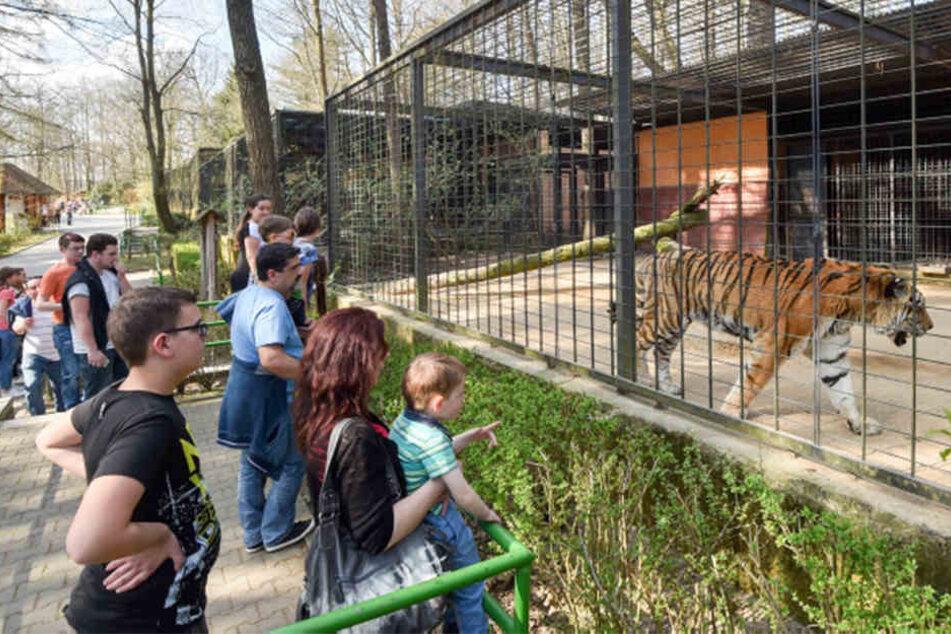 Die Anschaffung eines neuen Tigers für den Tierpark steht in der Kritik.