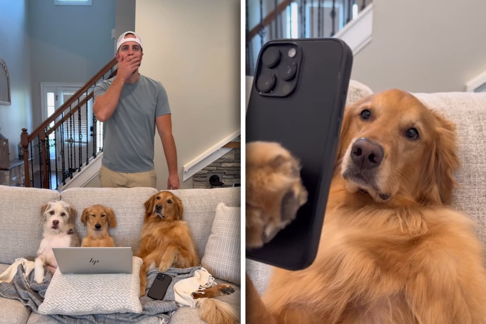 Drei der Hunde schocken das Herrchen. Golden Retriever Ted (r.) ist an der Rache maßgeblich beteiligt.