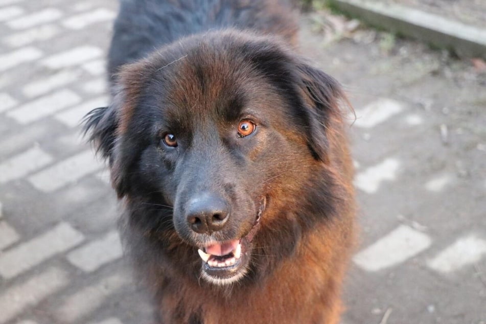 Die Mitarbeiter beschreiben Tilly als rundum bezaubernde junge Hündin.