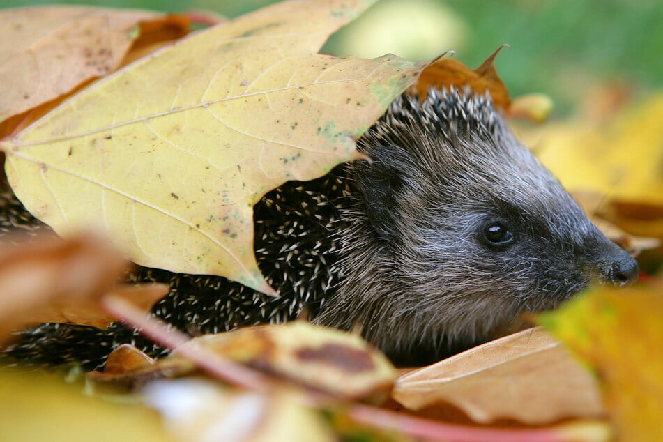 Die Polizei hatte über das Jahr verteilt mehrere Hinweise zu den Igel-Jägern erhalten. (Symbolbild)