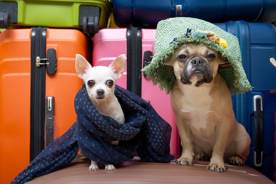 A couple from the UK took their dogs to the US on a private jet full of dogs, as it was cheaper than flying the animals commercially (stock image).