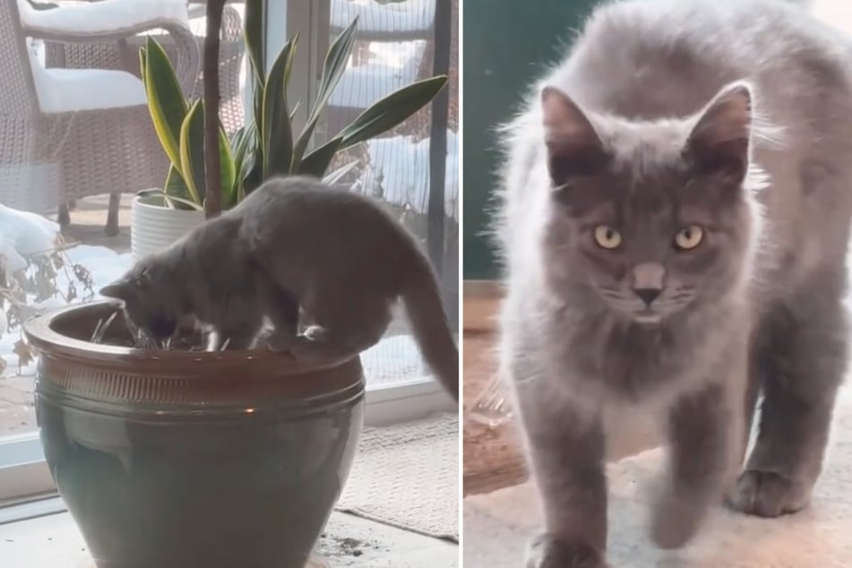 Cat outsmarts his owner's clever tricks in hilarious TikTok