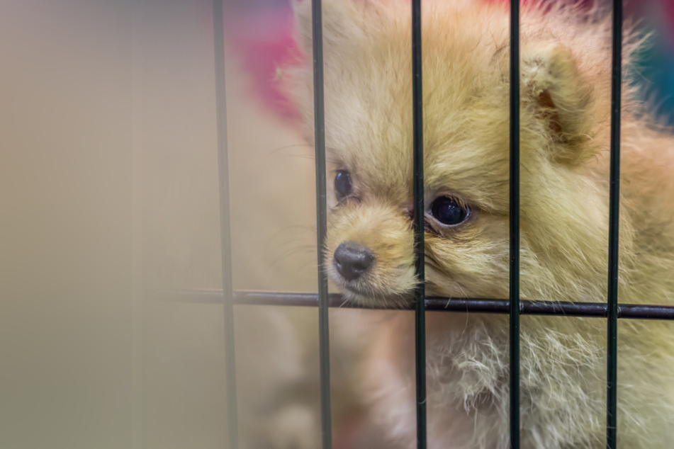 Geschlagen, misshandelt und gequält: Polizei rettet Hunde aus Horror-Zucht