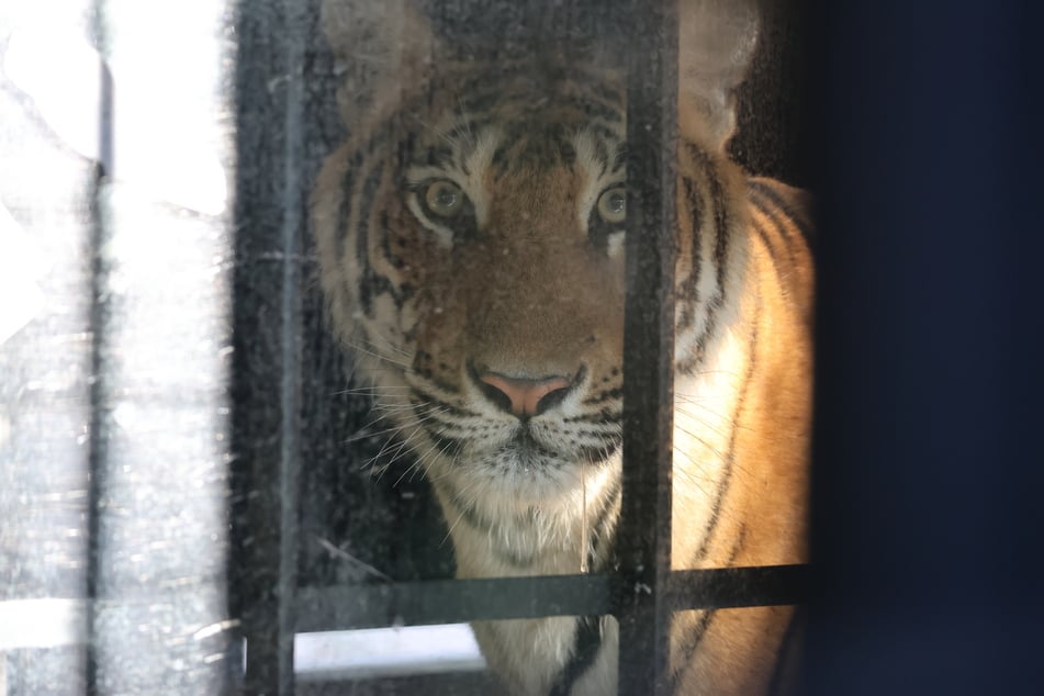 Die Tiger bei ihrer Ankunft in der Quarantänestation im spanischen Villena.