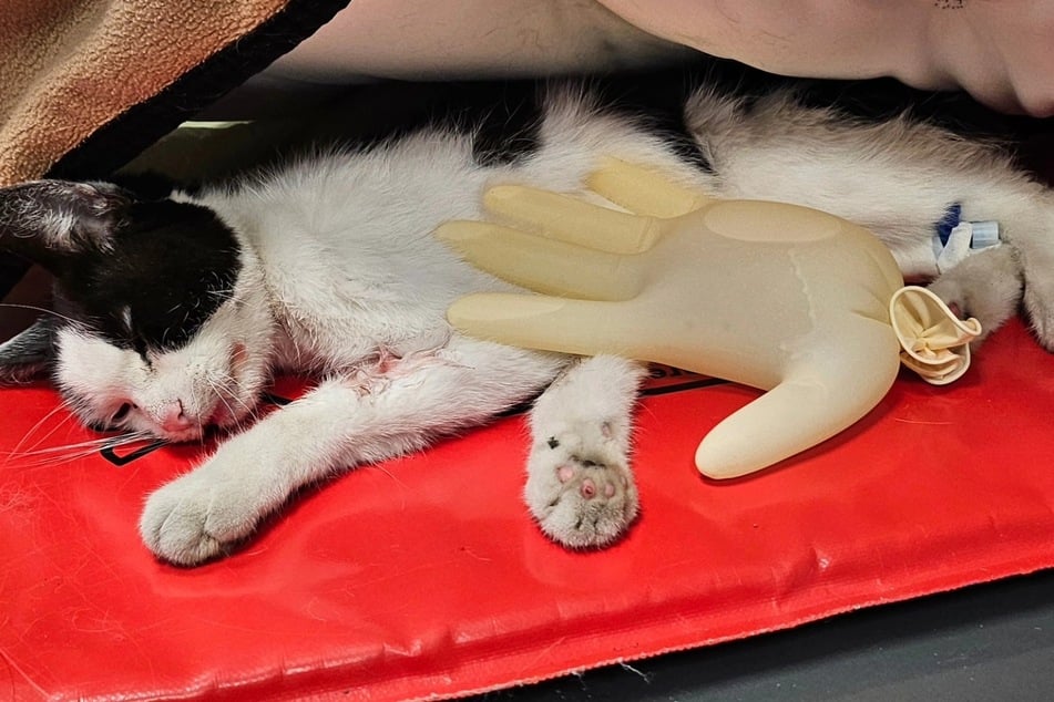 Hope ist gechipt, scheint jedoch bereits seit einiger Zeit kein Zuhause mehr gehabt zu haben. Der Einrichtung zufolge war sie sehr geschwächt und dünn.