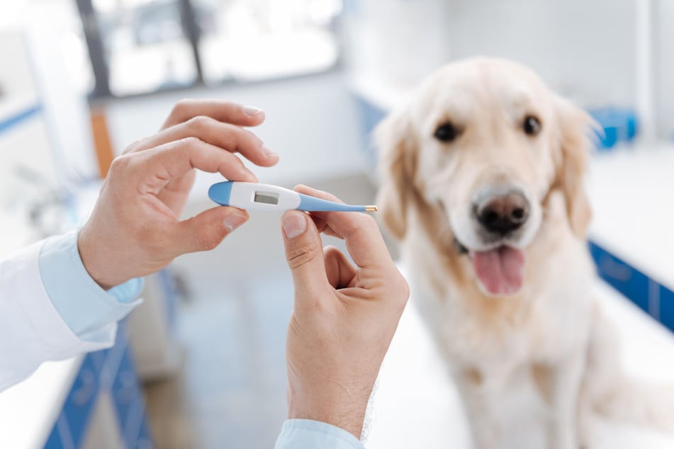 Die Körpertemperatur eines Hundes kann man mit etwas Übung auch zu Hause messen.