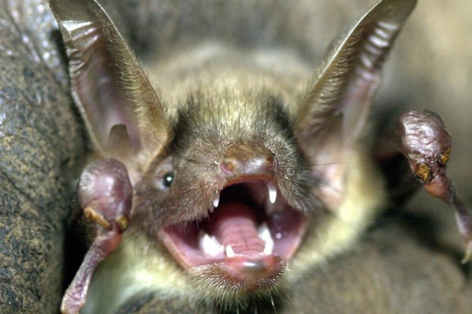 Eine Fledermaus der Art "Großes Mausohr" hat das Maul weit aufgerissen und die Ohren aufgestellt.