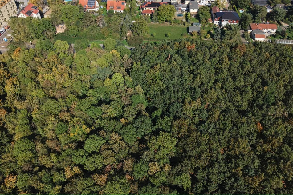 Es geht um ein großes Stück Wald, das gerodet werden könnte.