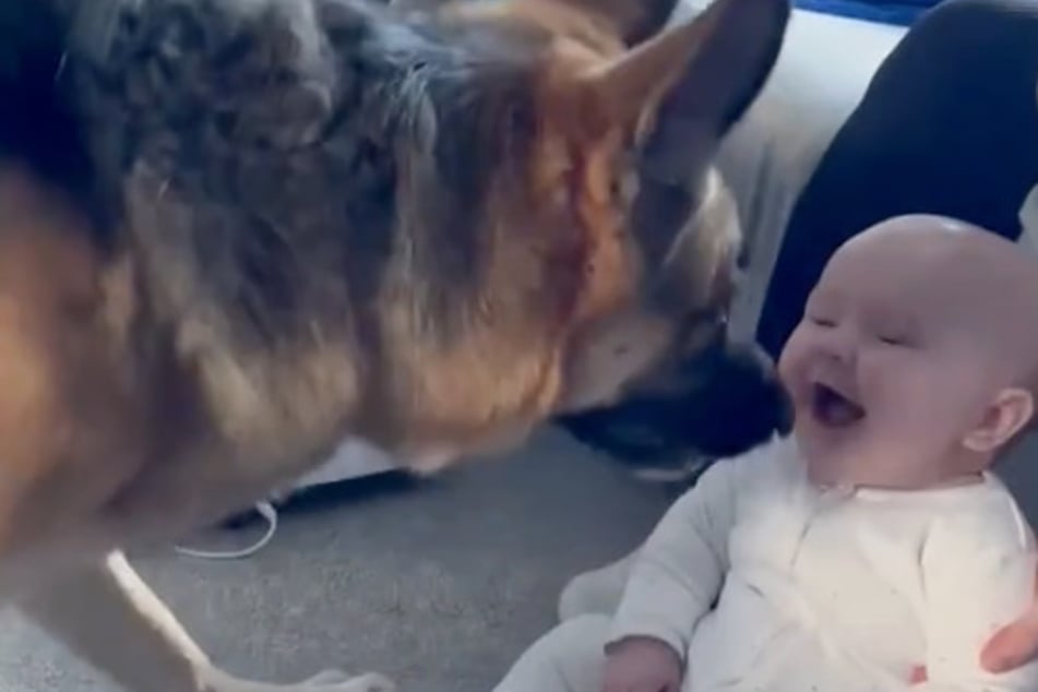 The little girl laughs hilariously at Koda the sheepdog's silliness.