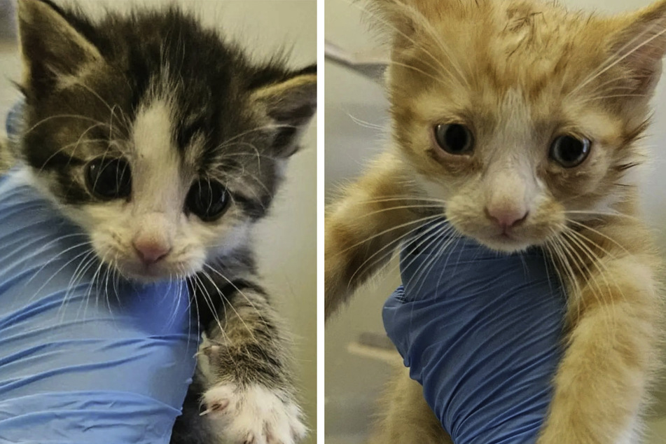 Die ausgesetzten Kitten befinden sich langsam auf dem Weg der Besserung.