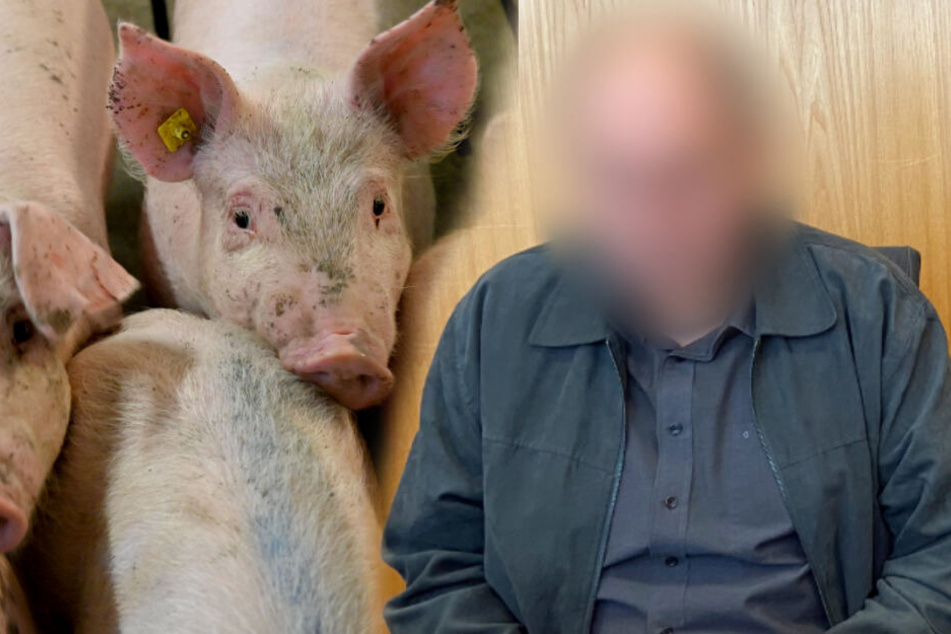 Über 1600 Schweine verendet: So lautet das neue Urteil gegen den Züchter