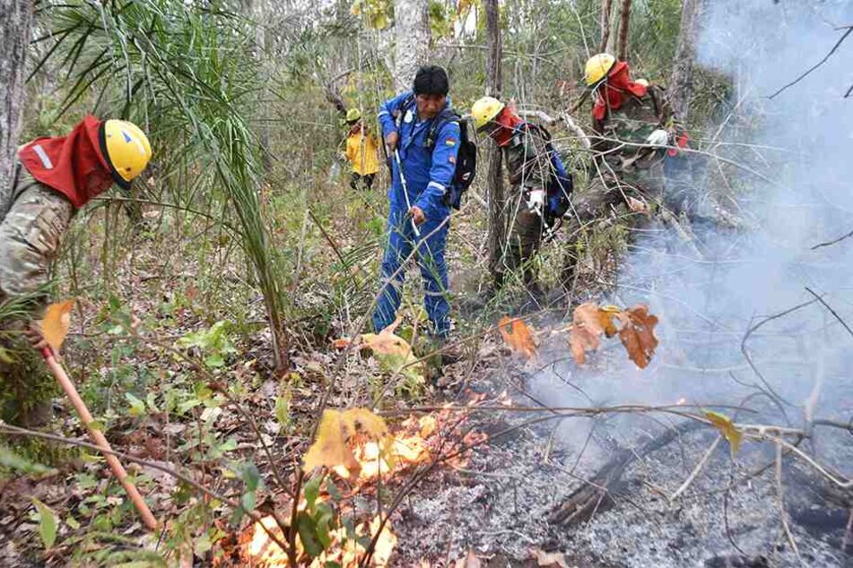 Das Flammeninferno zerstörte bereits Millionen Hektar Regenwald, wie hier den geschützten Chiquitano-Trockenwald.