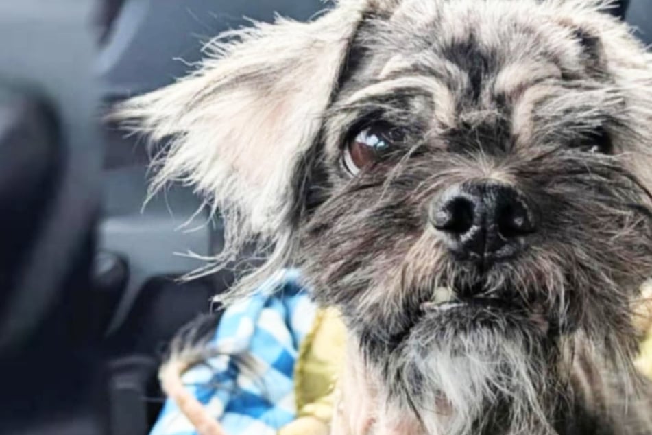Refugio para animales lo bautiza como el "perro más feo del mundo", pero luego cambia la suerte