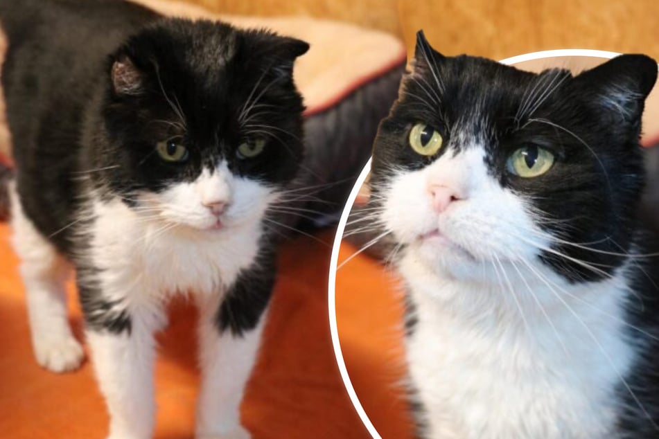 Verfressen und verschmust: Kuschelkater Charles sucht ein liebevolles Zuhause