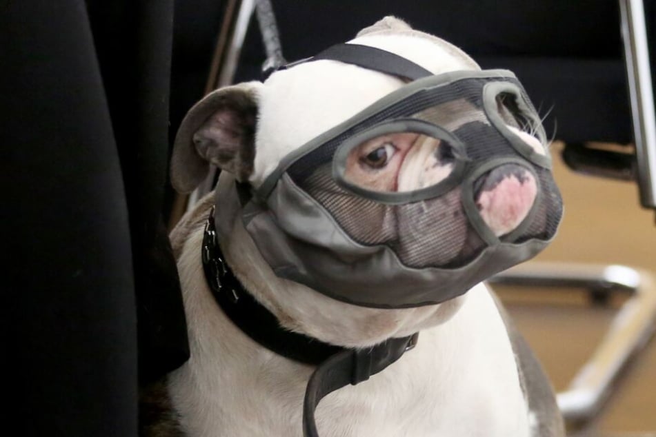 Schnarchende Bulldogge im Gerichtssaal: Doch wie gefährlich ist Hund "Kalle" wirklich?