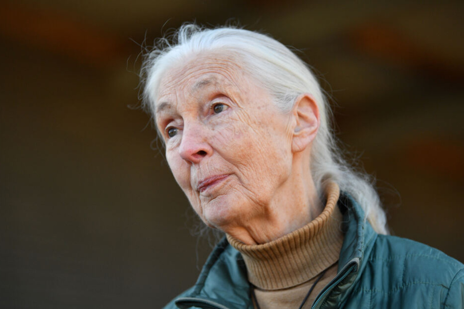 Die britische Verhaltensforscherin Jane Goodall (85) versteht die Menschheit nicht.